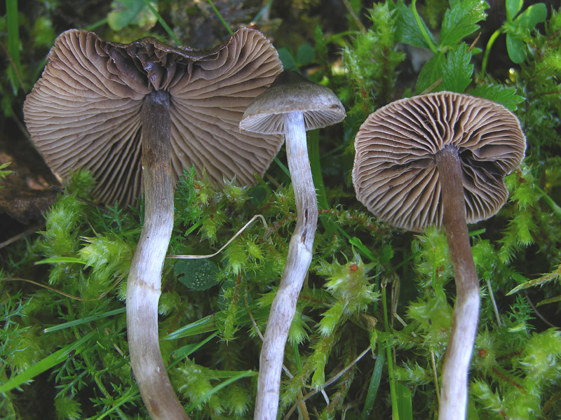 Telamonia da determinare. (cfr. Cortinarius flos-paludis)